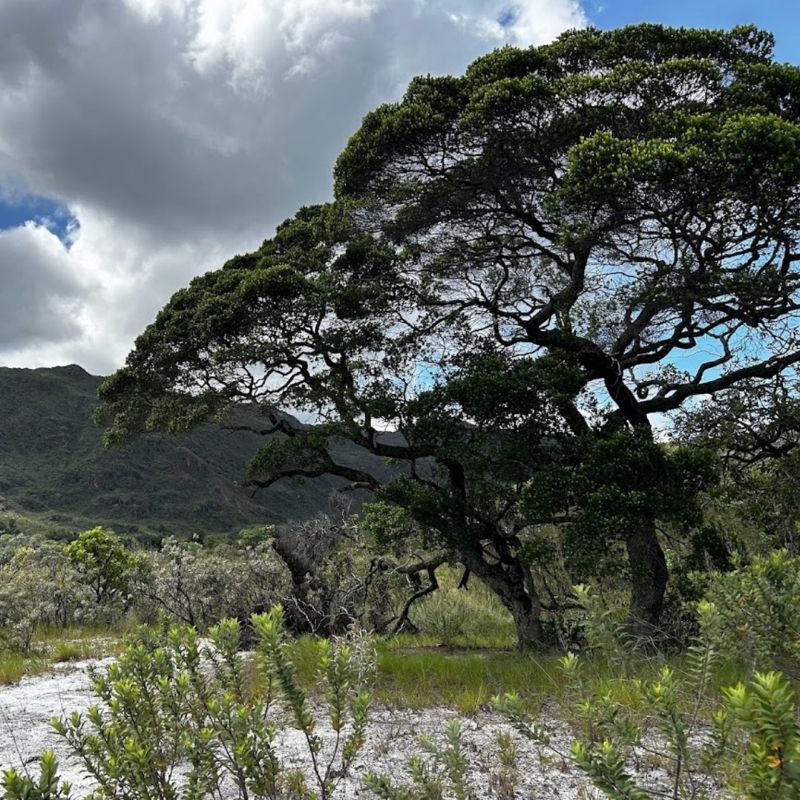 humiria-serra-do-cipo